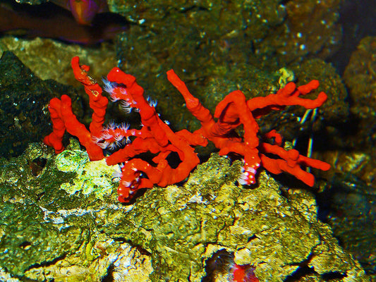Préservation de l'environnement Marin : Le Corail Rouge